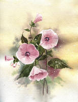 Tree Mallow