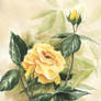 Yellow Rose