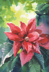 Poinsettia, the Christmas flower