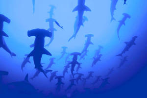 Hammerheads