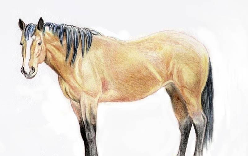 Horse Body Drawing by Horse-back-always on DeviantArt