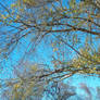 Just a pretty tree and pretty sky