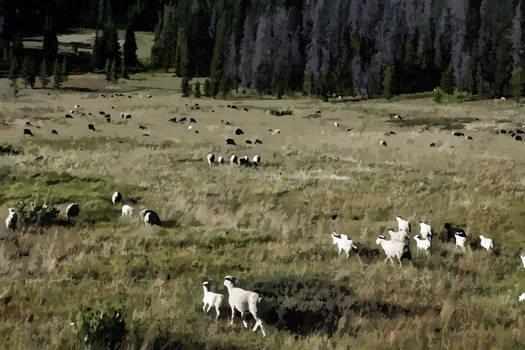 Grazing Sheep