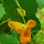 Spotted Jewelweed