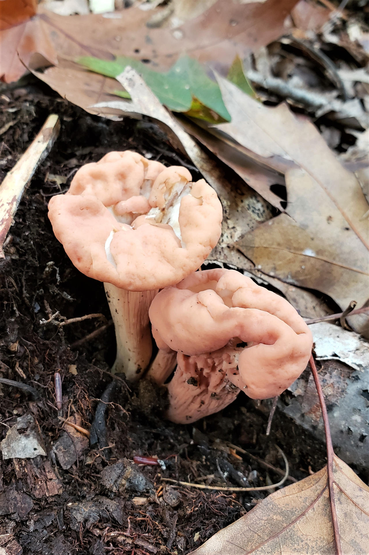 Pink Club Fungi By Songoftheblackwolf On Deviantart Pink Club Fungi By Songoftheblackwolf On Deviantart