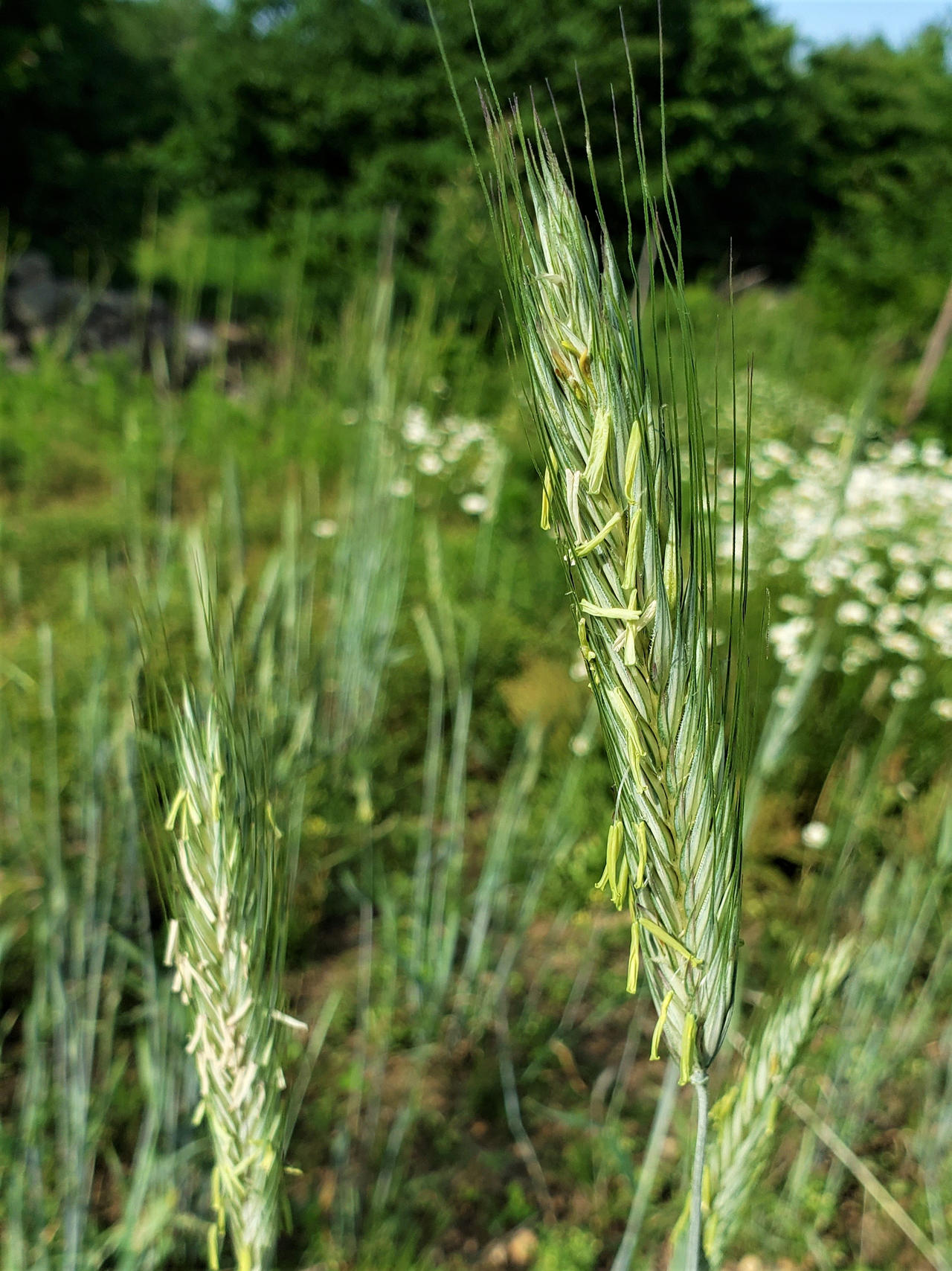 Rye Flower by SongoftheBlackWolf on DeviantArt