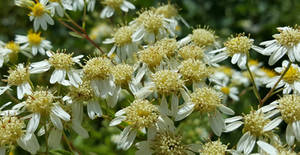 White Flat Top Aster