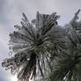 Icy Pine