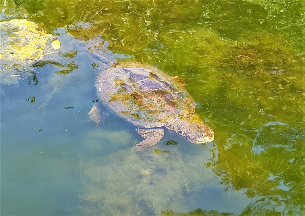 Mr. Snapper by SongoftheBlackWolf on DeviantArt