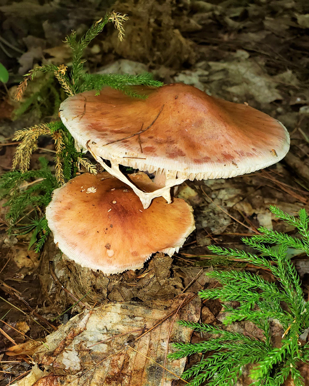 Frumpy by SongoftheBlackWolf on DeviantArt