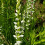 Fragrant White Bog Orchid