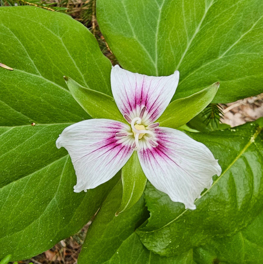 Trillium Inlay Painted Trillium by SongoftheBlackWolf on DeviantArt