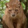 The Fossa's Gaze