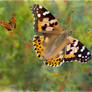 Painted Lady and Comma
