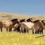 Przewalski's Horses