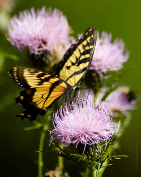 Swallowtail Butterfly on Thistle Photo