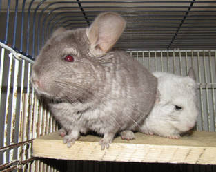 Chinchillas On Lover Of All Animals Deviantart Chinchillas On Lover Of All Animals Deviantart