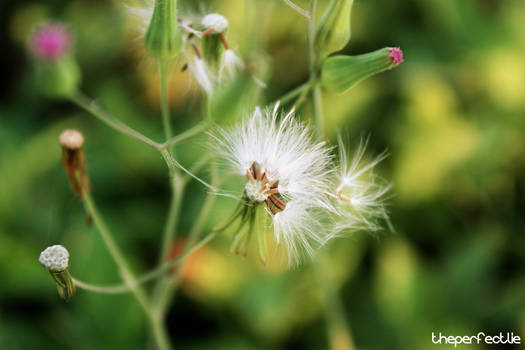 dandelion