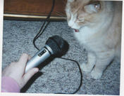 Karaoke Kitty