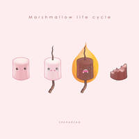 Mashmallow life cycle