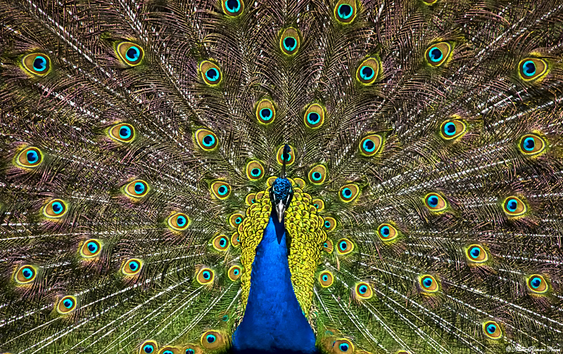 Peacock