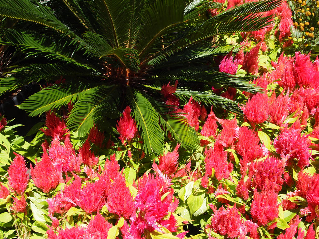 Flower display