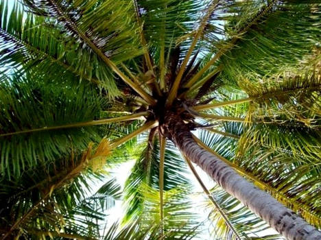 Keys Under Palm Trees