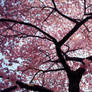 Blossoms Made Of Candy