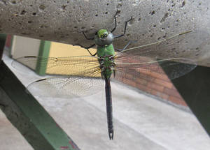 Cold Mornimg - Hanging out under the Stairs