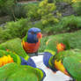 Australian Rainbow Lorikeet