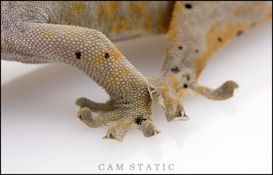 Gecko Feet