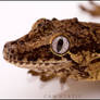 Gargoyle gecko