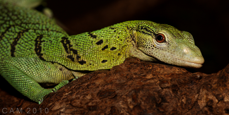 Mischievous Monitor lizard