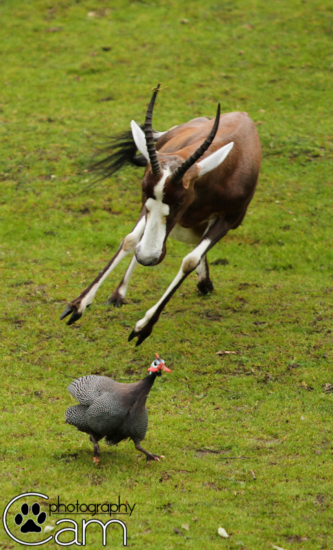 Cheeky Blesbok