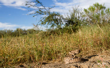 Tucson landscape