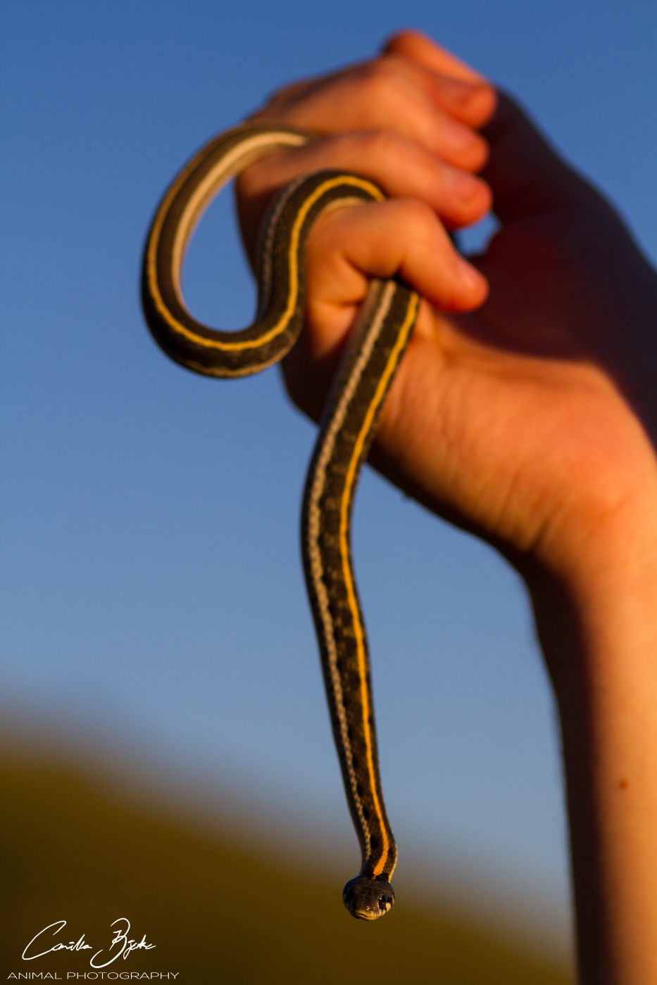 Black-necked gartersnake