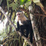 White Faced Capuchin Monkey