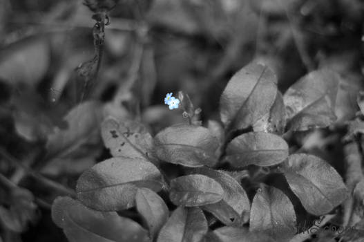 Little Blue Flowers