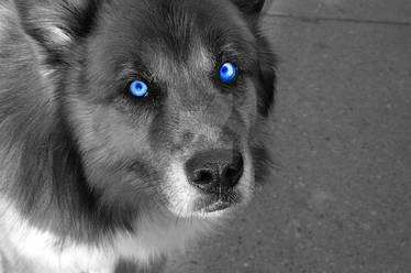 Bright Blue Eyes