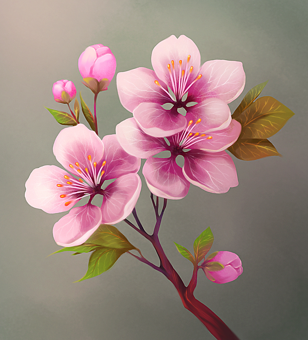 Cherry Blossom Tutorial By Noxeri On Deviantart Cherry Blossom Tutorial By Noxeri On Deviantart