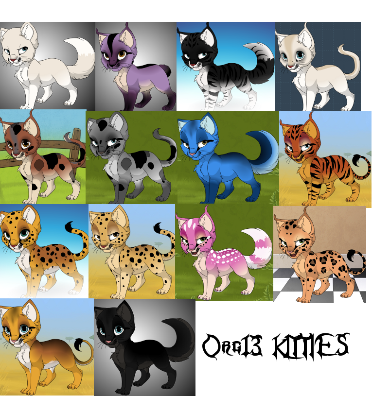 Org 13 kitties ID