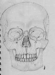 Skull anatomy