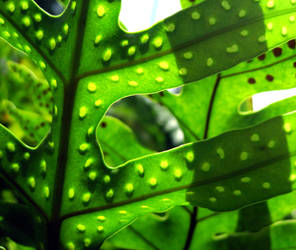 Polka Dot Leaves