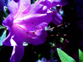 Purple Flower