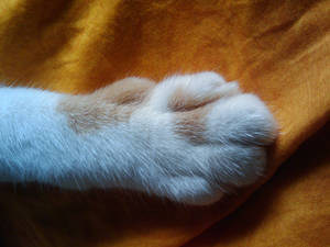 The puurrrrfect PAW