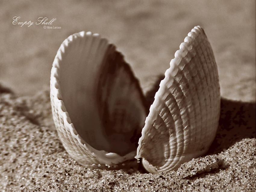 Empty Shell by ninazdesign on DeviantArt