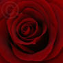 Rose-Red
