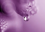 Purple Dew by ninazdesign