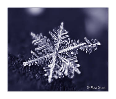 snow flake