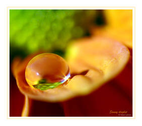 Sunny Droplet